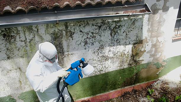 Trusted Mold Testing service in Hoffman Estates, IL - Cheap Mold Removal